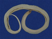 赤背松柏根藏品圖，第7張